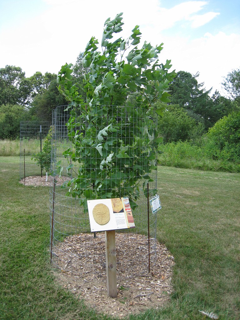 Matthaei Botanical Gardens 2010 0145.jpg - Displays on the different trees that can be found in the park. This one for a small stand of Tulip trees that have been planted.